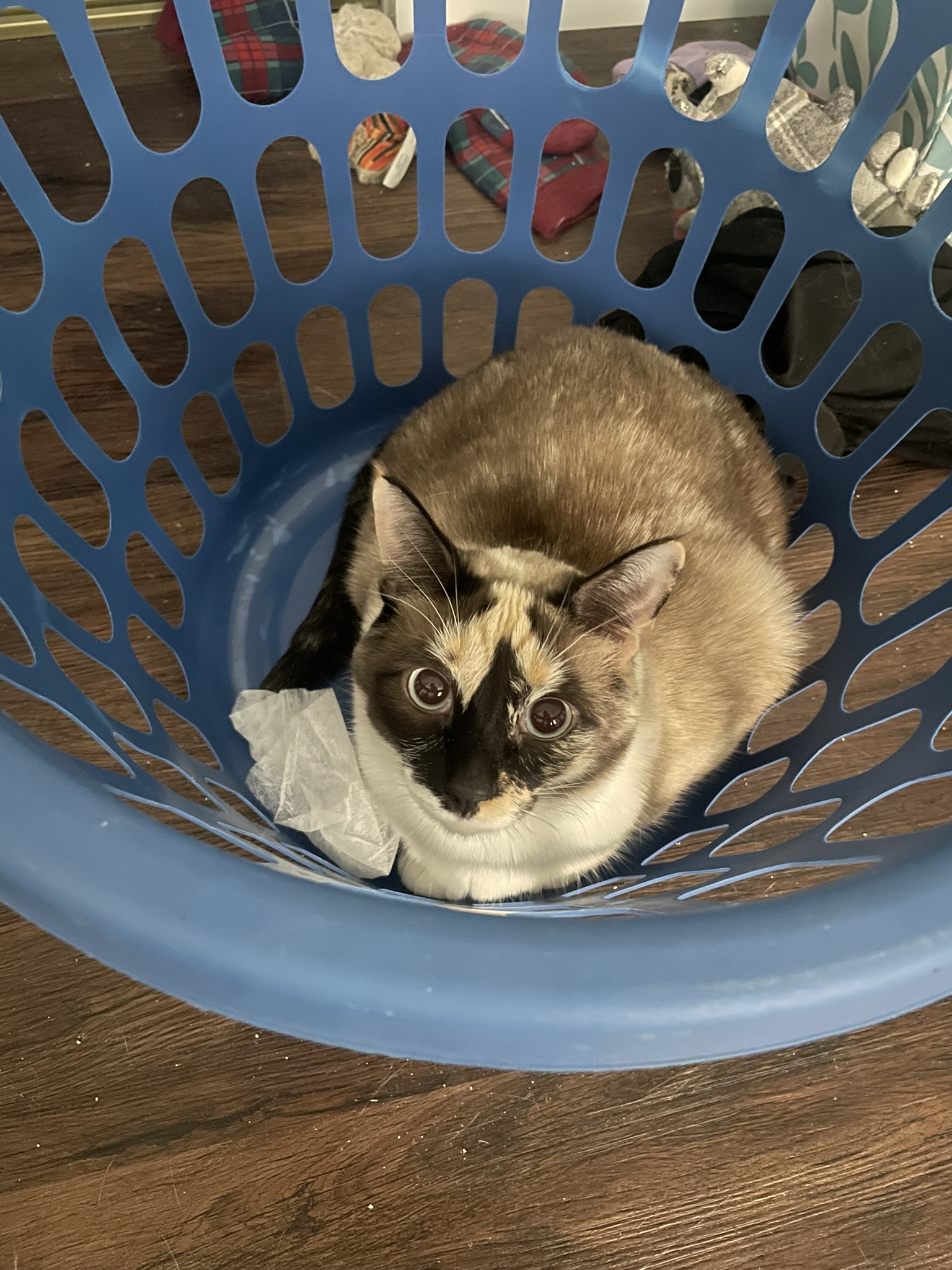 A seal-point calico cat sits in a round blue laundry basket, looking up at the camera.